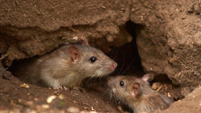 Confirman que no hay casos de Hantavirus en Tierra del Fuego