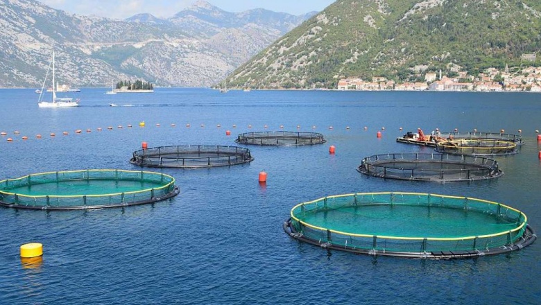 Salmoneras: El Gobierno Provincial no acompañará el proyecto