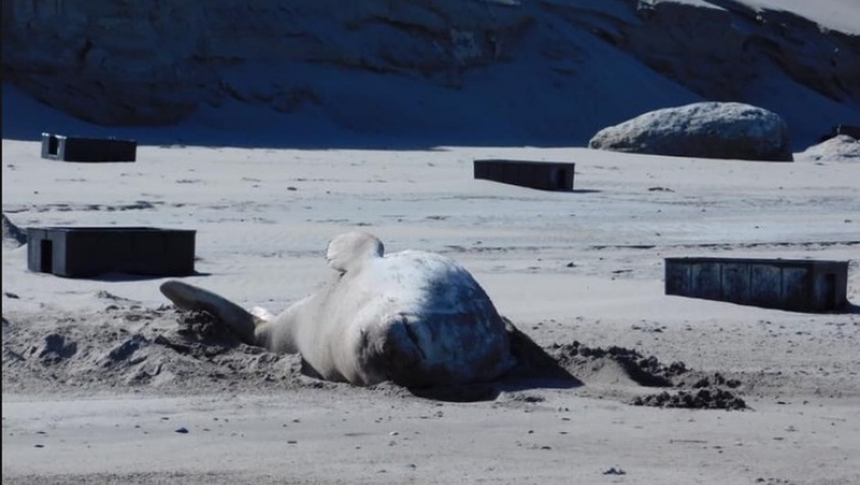 Denuncian que las playas de Península Valdés son un cementerio de plásticos