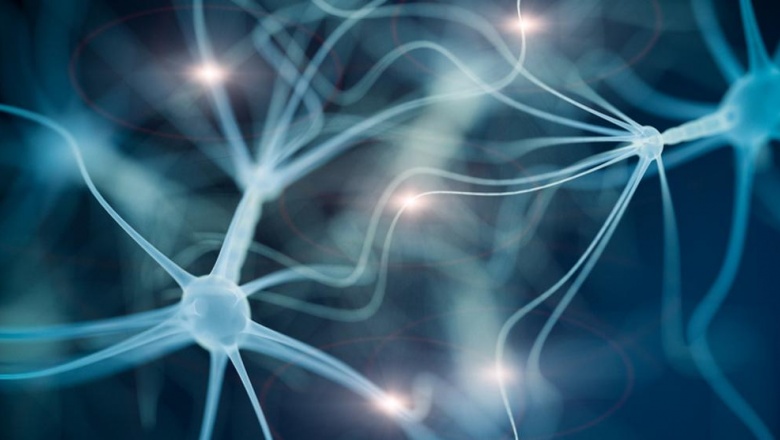 Un cerebro sano fabrica nuevas neuronas durante toda la vida: solo disminuyen con el Alzheimer