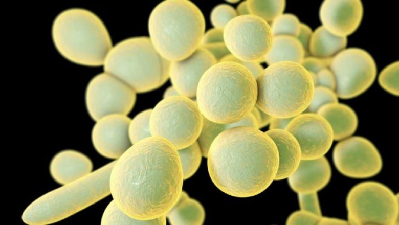 Qué es el Candida auris, el misterioso hongo resistente a los medicamentos que se expande por el mundo