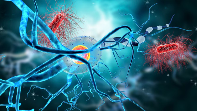 Descubren que el cerebro humano puede generar neuronas hasta los 90 años