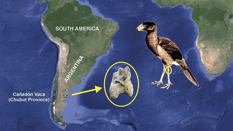 Una experta de La Plata comprobó que “aves del terror” habitaron la Antártida hace 50 millones de años
