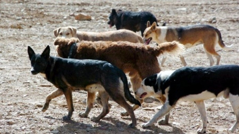 “En Ushuaia hay cerca de 8500 perros sueltos, en Tolhuin 2900 y en Río Grande 14.600
