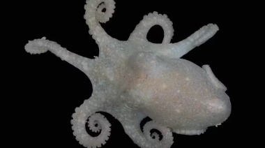 El ADN de los pulpos revela datos desconocidos sobre el colapso de la capa de hielo de la Antártida