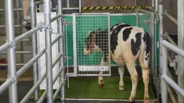 Alemania: Enseñan a las vacas a "usar el baño" para detener el cambio climático