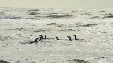 Hallan por primera vez plástico en pingüinos de la Antártida