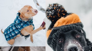 Nuestras mascotas también sufren el invierno