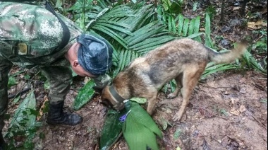 Rescataron a cuatro niños perdidos durante 17 días en la selva colombiana tras accidente de avioneta