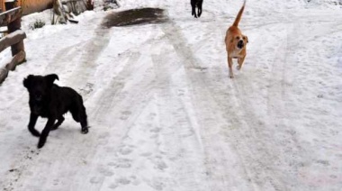Ushuaia: 5 mil pesos de multa por perro suelto