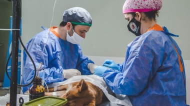 Mas de 70 castraciones se realizaron en la jornada de Zoonosis Municipal en los macizos K yD