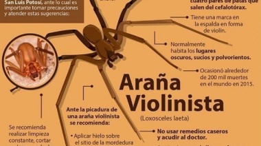 Cómo identificar a la araña que dejó en terapia intensiva a una nena de 3 años y qué hacer ante una picadura