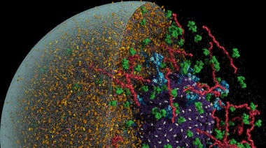 Mira al coronavirus en una gota minúscula