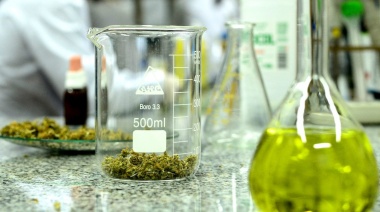 Aceite de cannabis: beneficios y contraindicaciones, lo que se acepta y lo que no en Argentina