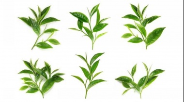 El ingrediente de origen vegetal que prolonga la vida