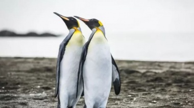 Pingüinos. El extraño descubrimiento que dejó atónito a un grupo de científicos