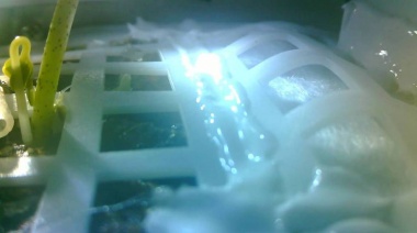 China consigue que una semilla de algodón brote en la Luna