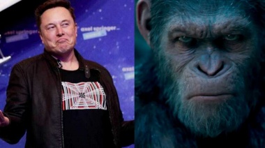 Elon Musk le implantó un chip en la cabeza a un mono
