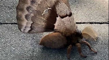 La verdad sobre las “tarántulas con alas” que aterrorizaron a México y Estados Unidos