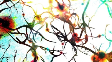 Inflamación y envejecimiento cerebral: Cuáles son los nuevos hallazgos de la ciencia sobre esta relación
