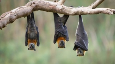 Murciélagos en Ushuaia: "Son autóctonos de Tierra del Fuego", afirmaron desde Salud
