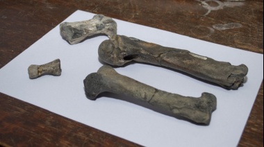 Fósiles de pingüinos revelan indicadores de la separación entre la Antártida y Sudamérica