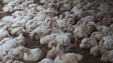 Alerta máxima en Argentina por la gripe aviar