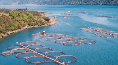 Histórico: Argentina se convirtió en el primer país del mundo en prohibir la cría de salmones