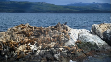 Influenza aviar: se confirmó un caso positivo en mamíferos silvestres en Tierra del Fuego