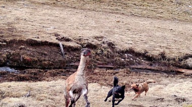 “Tienen una conducta errante”: el descuido humano que provocó una amenaza animal en Tierra del Fuego