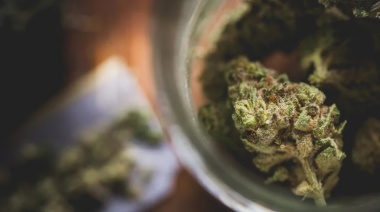 El cannabis puede alterar la química cerebral de una persona de forma permanente, advirtió una neurocientífica de Harvard