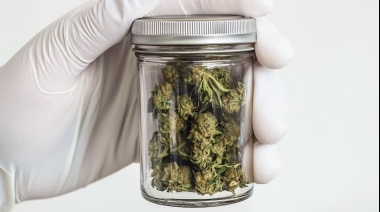 Marihuana en la mira: qué dice la ciencia sobre el impacto en el corazón del consumo habitual de cannabis