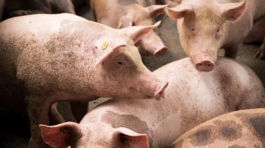 Científicos lograron revivir células en órganos de cerdos muertos
