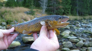 Los peces se vuelven adictos a las metanfetaminas vertidas en los ríos