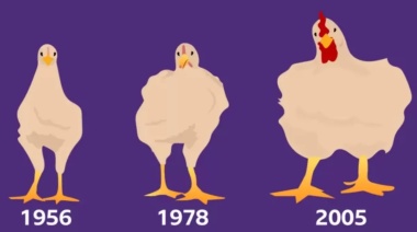 Cómo el pollo que comés aumentó su tamaño un 400% en solo 50 años y cuáles son sus consecuencias para la salud
