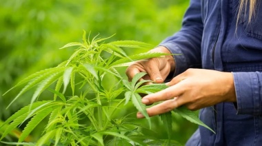 Estudios revelan cómo el consumo de cannabis afecta la memoria