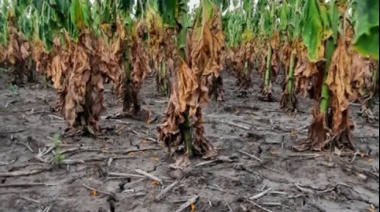 Advierten que la campaña 2022-2023 puede ser afectada por una de las peores sequías de últimas décadas