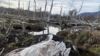 Hasta 110 mil castores estarían devastando Tierra del Fuego