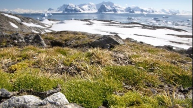 Las plantas nativas de la Antártida crecen como nunca antes: Cuál es el enorme cambio que evidencian