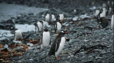 Ofrecen hasta US$2.300 mensuales por ayudar a contar pingüinos en la Antártida