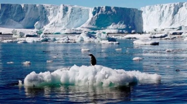 Científicos alertan por un brote masivo de gripe aviar letal en la Antártida