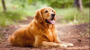 Las 10 razas de perros más inteligentes