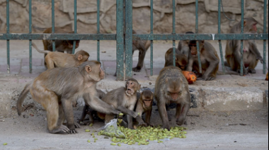 Insólito pero real: un grupo de monos roba muestras de pacientes sospechosos de coronavirus en un hospital de India