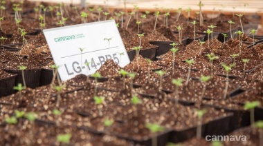 Debut: Cuándo y dónde saldrá a la venta el primer aceite nacional de cannabis medicinal