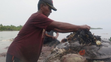 Hallan una ballena muerta: tenía 115 vasos, 25 bolsas y mil fragmentos de plástico en el estómago