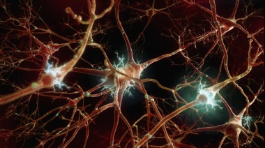 La falta de sueño perturba las conexiones entre neuronas