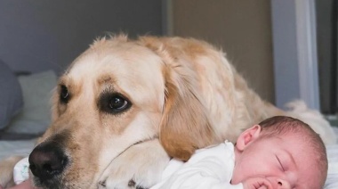 Desde eventos meteorológicos a estados de ánimo: qué pueden predecir los perros