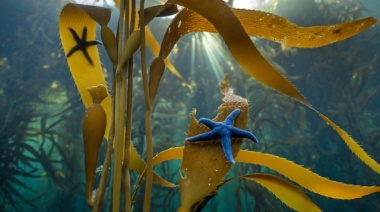National Geographic: Los bosques sumergidos de Tierra del Fuego