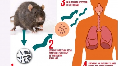 Cuáles son las cepas de hantavirus que circulan en el país y por qué la Andes sur es la más letal