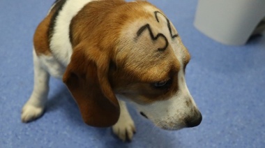 Barcelona: Al menos 32 cachorros Beagle utilizados en experimentos podrían ser sacrificados